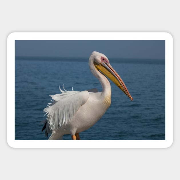 Great white pelican Sticker by HazelWright